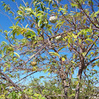 Saramuyo or sugar_apple