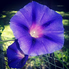 Morning glory