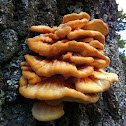 Chicken of the woods