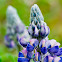 Lupine