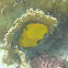 Bluecheek Butterflyfish