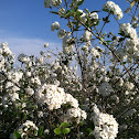 Korean Spice Viburnum