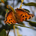Large Tortoiseshell