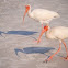 White Ibis