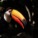 Toco Toucan