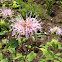 Bergamot