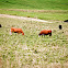 Cattle