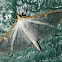 Crambidae