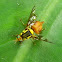 fruit fly
