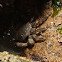 Marbled Rock Crab