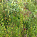 Thick Twist Rush
