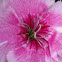 Dianthis