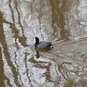 American Coot