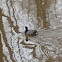 American Coot