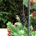 Calliope Hummingbird