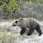 Grizzly bear