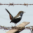 Indian Robin