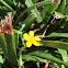 Common Yellow Woodsorrel