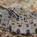 Pygmy Rattlesnake