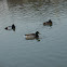 Mallard