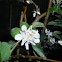 Malus domestica. Manzano