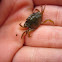 crab