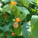 Snail