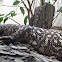 Mexican Beaded Lizard
