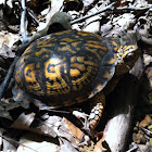 Box turtle
