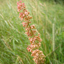 Common sorrel