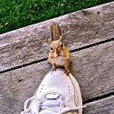 Eastern chipmunk