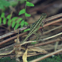 Tree Lizard