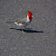 Red-crested Cardinal