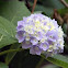 Hydrangea