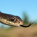 Eastern Yellow-Bellied Racer