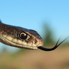 Eastern Yellow-Bellied Racer
