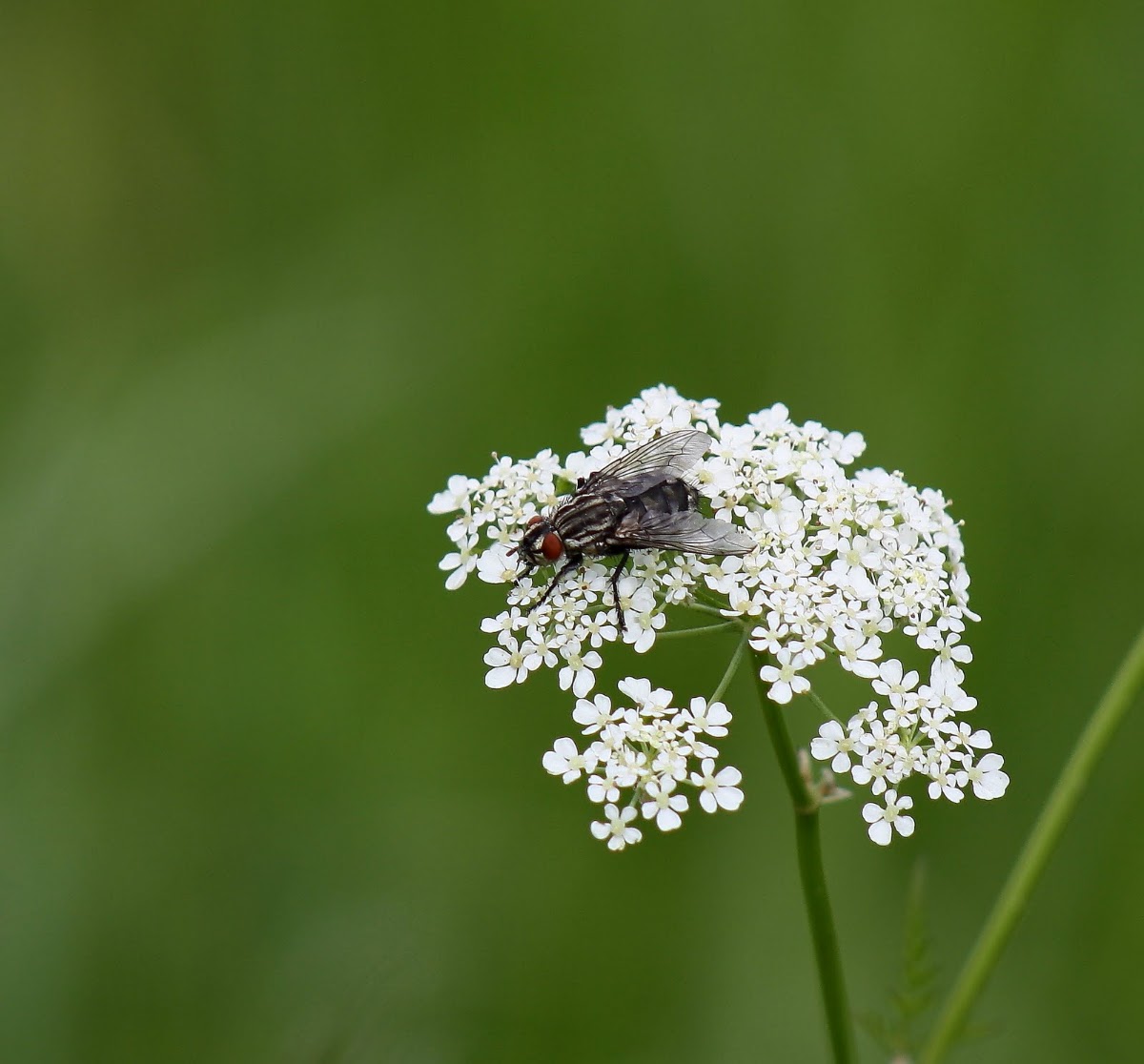 Flesh Fly