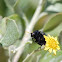 Bean Beetle