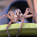 Hobo spider