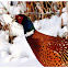 Fazant (Phasianus colchicus)