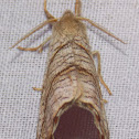 Two-lined Hooktip