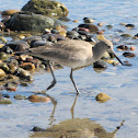 Willet