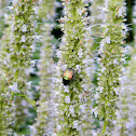 beetle?