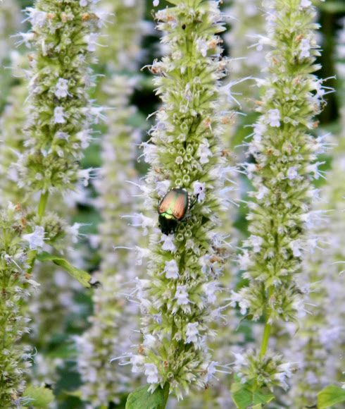 Spotting Image 1