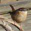 Carolina Wren
