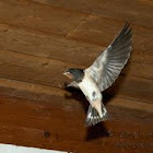Rauchschwalbe, swallow