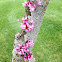 Red Bud tree