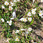 Frühlingskrokus or Spring Crocus