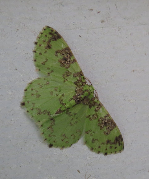 Spotting Image 1