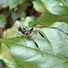 Pelecinid Wasp